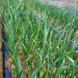 팜모닝 자유주제·자유게시판 게시글 이미지