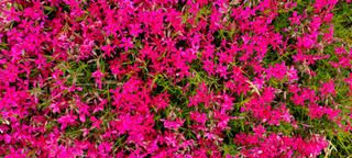 최영희님의 자유주제 · 사진전 작성글 사진