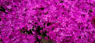 최영희님의 자유주제 · 사진전 작성글 사진