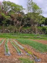 팜모닝 고추·영농일지 게시글 이미지