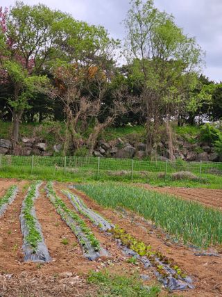 박인화님의 고추 · 영농일지 작성글 사진
