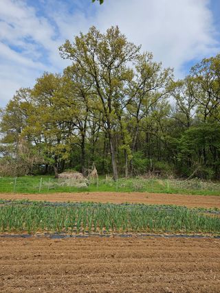 박인화님의 고추 · 영농일지 작성글 사진