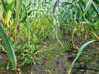 공명호님의 마늘 · 영농일지 작성글 사진