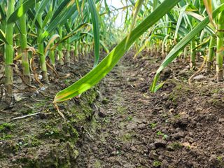 공명호님의 마늘 · 영농일지 작성글 사진