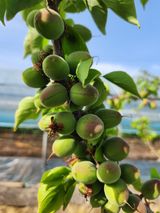 팜모닝 기타작물·병해충상담 게시글 이미지