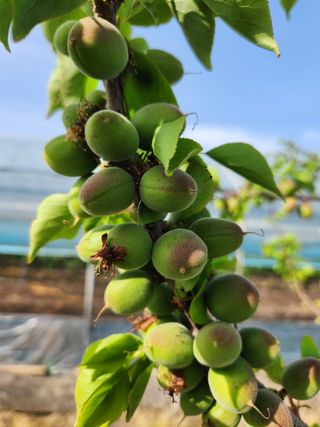 김영득님의 기타작물 · 병해충상담 작성글 사진