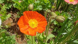 농부아내님의 자유주제 · 자유게시판 작성글 사진