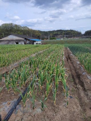 20027님의 마늘 · 영농일지 작성글 사진