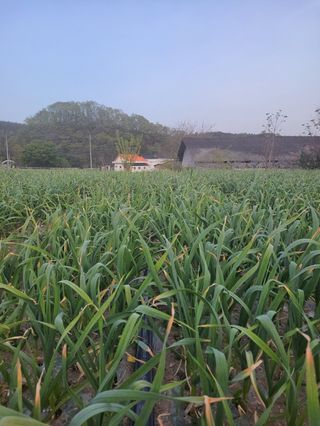 20027님의 마늘 · 영농일지 작성글 사진