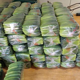 20027님의 오이 · 영농일지 작성글 사진