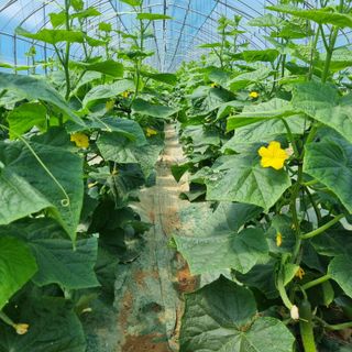 20027님의 오이 · 영농일지 작성글 사진