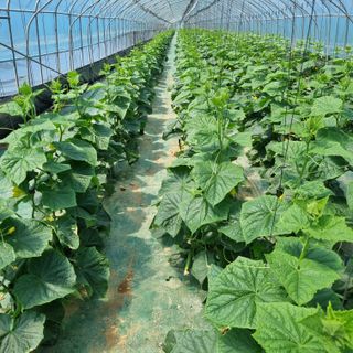 20027님의 오이 · 영농일지 작성글 사진