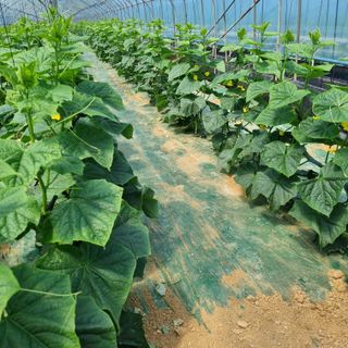 20027님의 오이 · 영농일지 작성글 사진