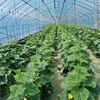 20027님의 오이 · 영농일지 작성글 사진