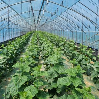 20027님의 오이 · 영농일지 작성글 사진