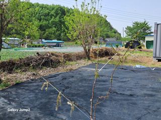 살구장수님의 자유주제 · 자유게시판 작성글 사진