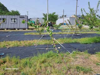 살구장수님의 자유주제 · 자유게시판 작성글 사진
