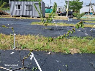 살구장수님의 자유주제 · 자유게시판 작성글 사진