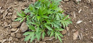 해오름달님의 자유주제 · 자유게시판 작성글 사진