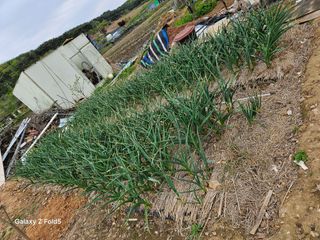 왜목 김진규님의 마늘 · 병해충상담 작성글 사진