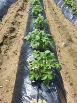 팜모닝 감자·영농일지 게시글 이미지