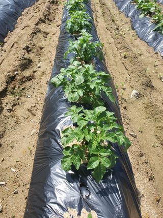 이춘기님의 감자 · 영농일지 작성글 사진