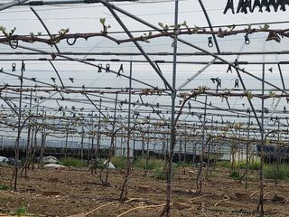 백화산지킴이산야초님의 포도 · 자유게시판 작성글 사진