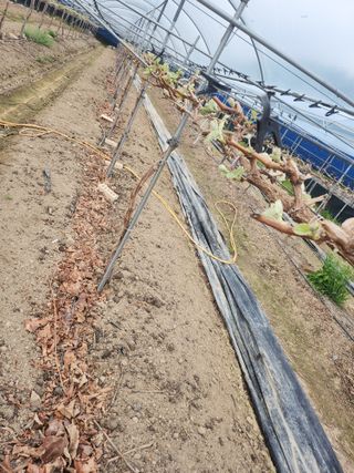 백화산지킴이산야초님의 포도 · 자유게시판 작성글 사진