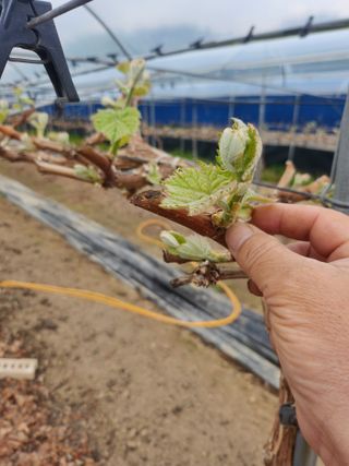 백화산지킴이산야초님의 포도 · 자유게시판 작성글 사진