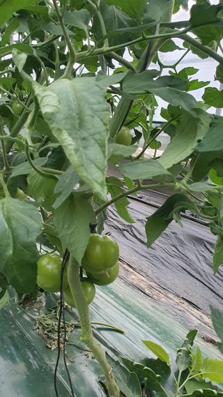 호미자루님의 그곳에서 농사하게 된 계기는? · 참여글 작성글 사진