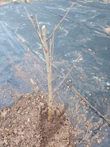 팜모닝 매실·영농일지 게시글 이미지