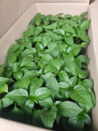 대산농사대장님의 고추 · 품종•종자 작성글 사진