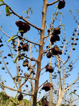 벧엘포포농원님의 자유주제 · 자유게시판 작성글 사진