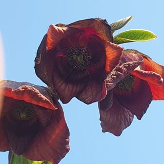 벧엘포포농원님의 자유주제 · 자유게시판 작성글 사진