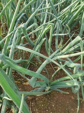 해미초보 김동철님의 농사, 무엇이든 물어보세요! · 참여글 작성글 사진