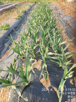 안계천님의 자유주제 · 자유게시판 작성글 사진