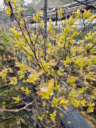 벼6337님의 농사, 무엇이든 물어보세요! · 참여글 작성글 사진