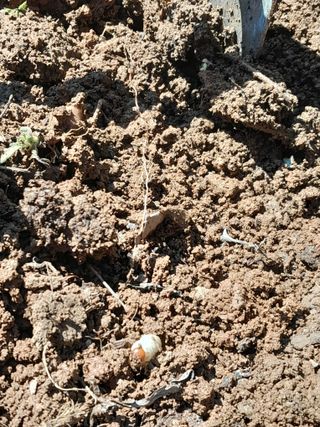 김민수산에서농사중님의 자유주제 · 자유게시판 작성글 사진