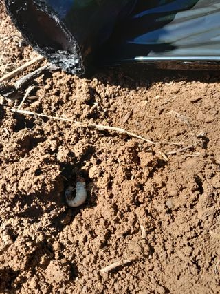 김민수산에서농사중님의 자유주제 · 자유게시판 작성글 사진