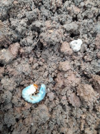 김민수산에서농사중님의 자유주제 · 자유게시판 작성글 사진