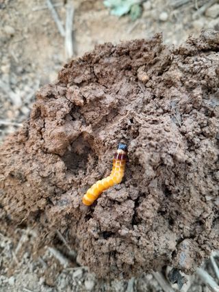 김민수산에서농사중님의 자유주제 · 자유게시판 작성글 사진