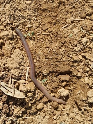 김민수산에서농사중님의 자유주제 · 자유게시판 작성글 사진