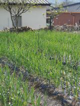 팜모닝 그곳에서 농사하게 된 계기는?·참여글 게시글 이미지