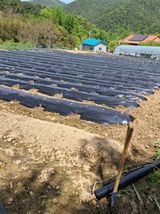 팜모닝 고추·영농일지 게시글 이미지