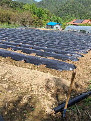 이용호님의 고추 · 영농일지 작성글 사진