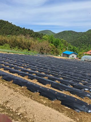 이용호님의 고추 · 영농일지 작성글 사진