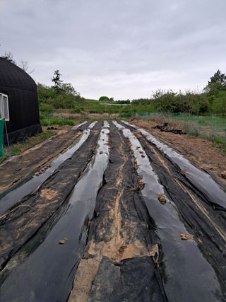 하중규(고추 재배)님의 그곳에서 농사하게 된 계기는? · 참여글 작성글 사진