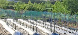 하중규(고추 재배)님의 그곳에서 농사하게 된 계기는? · 참여글 작성글 사진