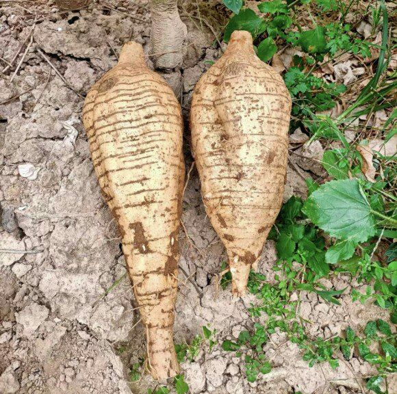 정보센터님의 장터 판매 상품 [깍아먹는 일년생 칡 재배용 묘목 예약주문] 첨부 사진