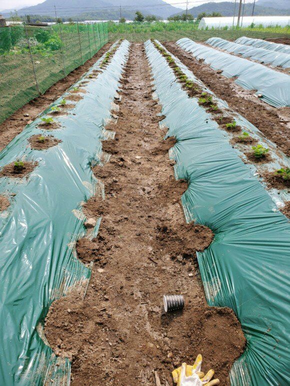 정보센터님의 장터 판매 상품 [깍아먹는 일년생 칡 재배용 묘목 예약주문] 첨부 사진